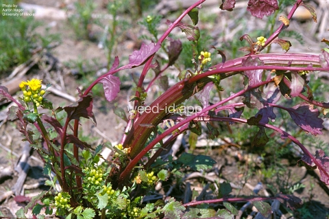 groundsel, cressleaf